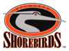 Delmarva Shorebirds